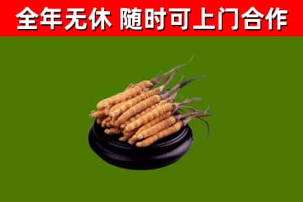 鄂州烟酒回收冬虫夏草.jpg