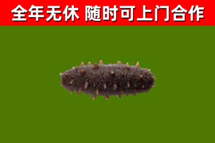 鄂州烟酒回收干海参.jpg